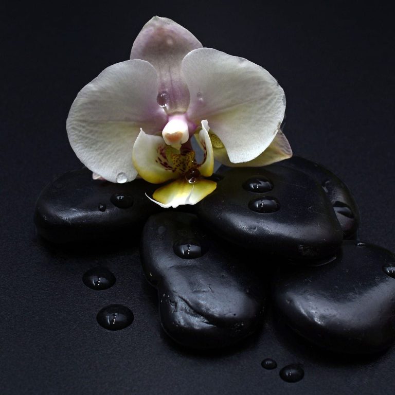 Schwarze Steine mit Orchidee